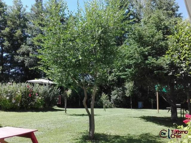 Jardín con árbol frondoso, sombrilla y flores en Cabañas Jardín Salto del Laja